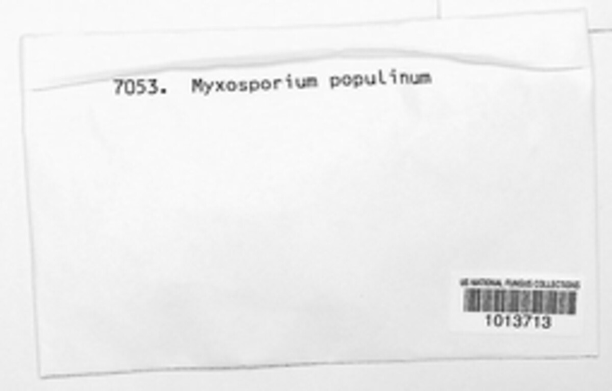 Myxosporium populinum image